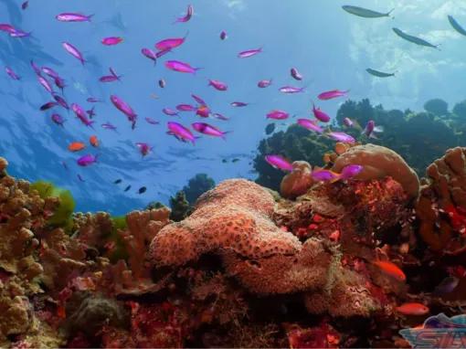 Silversonic Outer Barrier Reef