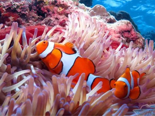 Silversonic Outer Barrier Reef