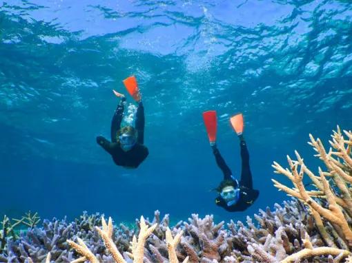 Silverswift Outer Barrier Reef 