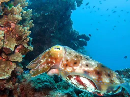 Silverswift Outer Barrier Reef 
