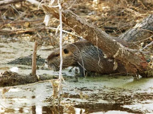 Swamp and Bayou Tour