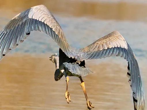 Swamp and Bayou Tour