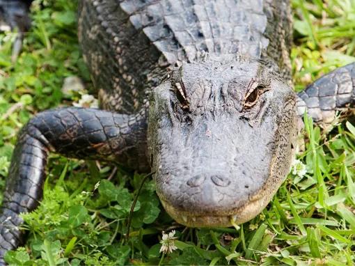 Swamp and Bayou Tour
