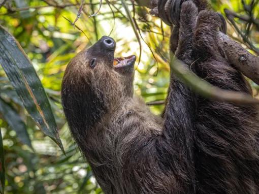 Sloth at The Green Planet™ Dubai