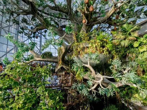 Rainforest at The Green Planet™ Dubai