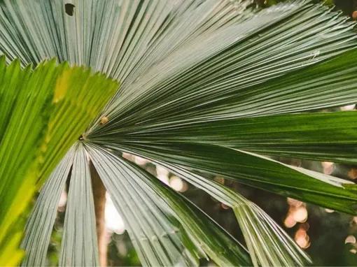 Flames of the Forest - Aboriginal Cultural Experience