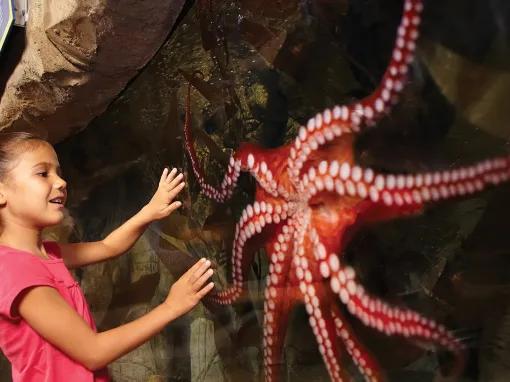 Girl with Octopus at SEA LIFE Aquarium in California