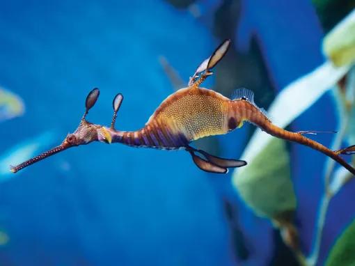 Seahorse at Aquarium of Pacific in Los Angeles