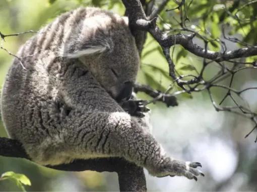 Sydney Harbour Explorer Cruise with Taronga Zoo