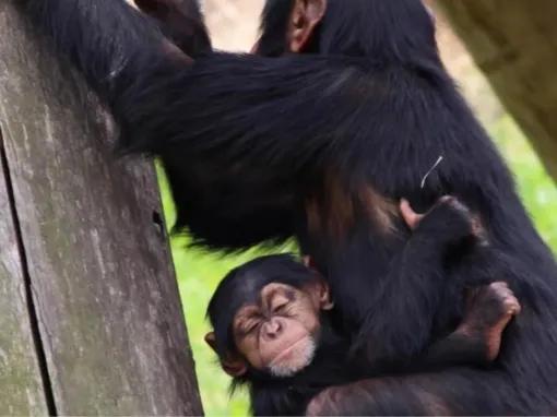 Sydney Harbour Explorer Cruise with Taronga Zoo
