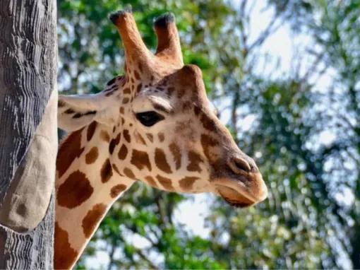 Sydney Harbour Explorer Cruise with Taronga Zoo