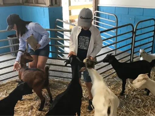 Sydney Unlimited Attraction Pass