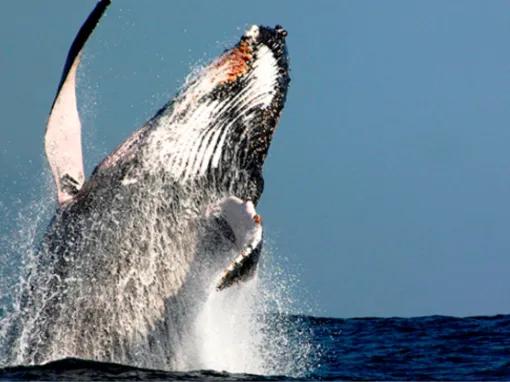 Sydney Unlimited Attraction Pass