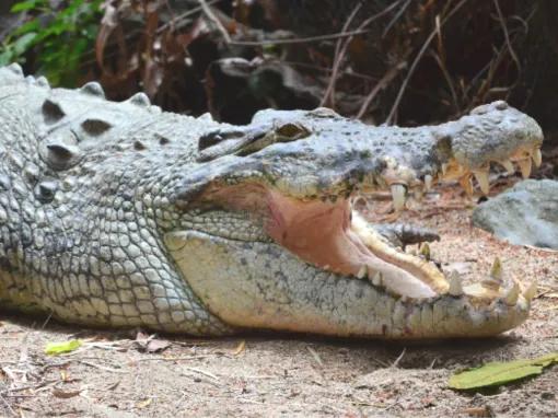 Cape Tribulation and Daintree Wilderness from Port Douglas