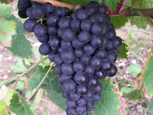 A Day in Champagne from Paris