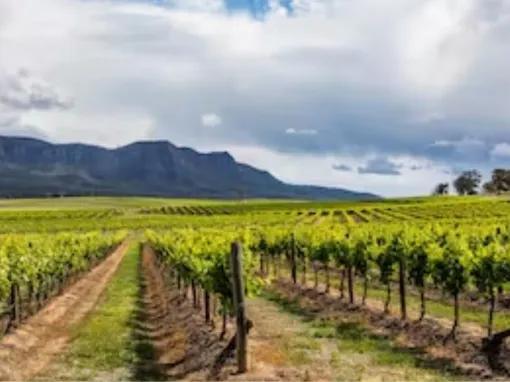 Hunter Valley Day Trip from Sydney