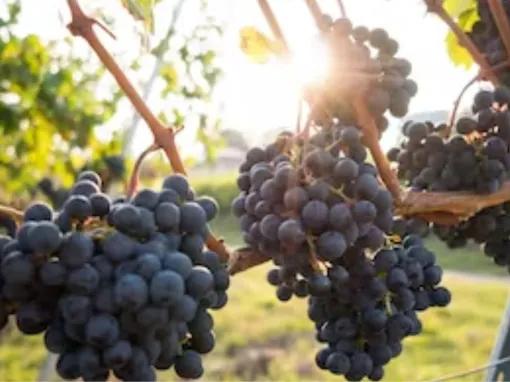 Hunter Valley Day Trip from Sydney