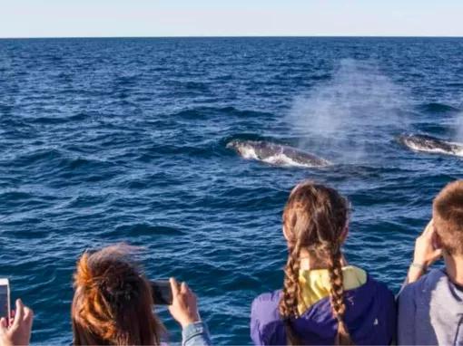 Sydney Whale Watching Cruise