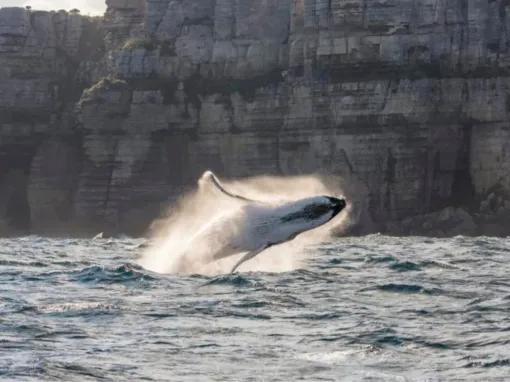Sydney Whale Watching Cruise