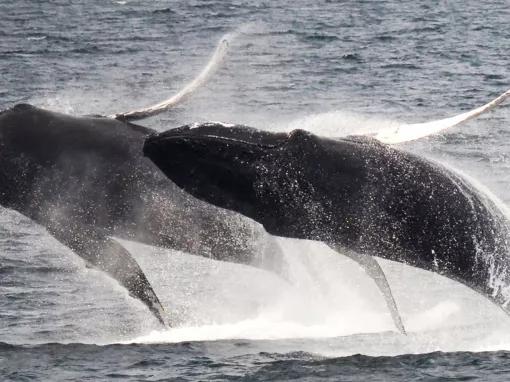 New England Aquarium Whale Watch Cruise