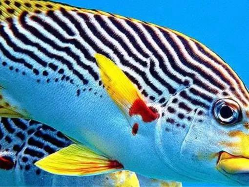 Ocean Free Sail to Green Island & Great Barrier Reef