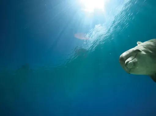 Dolphin-Experiences-at-Aquaventures-Atlas-Village 