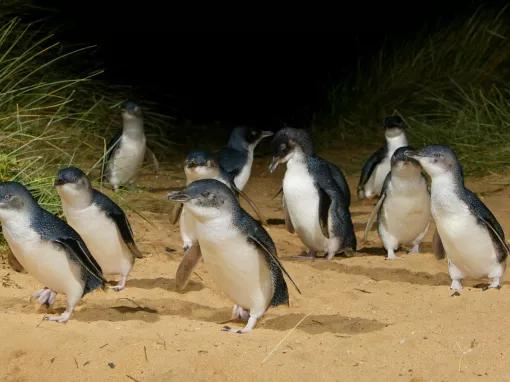 Phillip-Island-Express-Tour