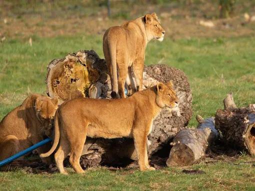 Port_Lympne_Lions