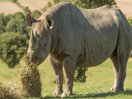 Port_Lympne_Rhino