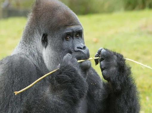 Port_Lympne_Gorilla