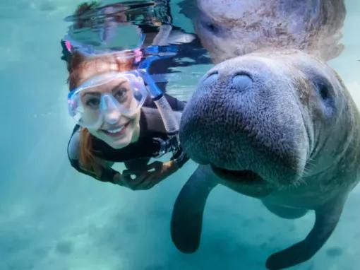 Swimming with Manatees