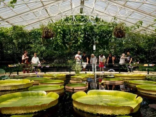giant-lily-pads