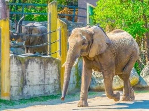 Elephant-at-vienna-zoo