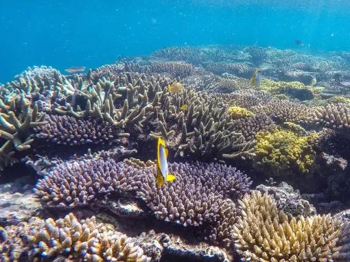 Green-Island-and-Great-Barrier-Reef-Adventure 