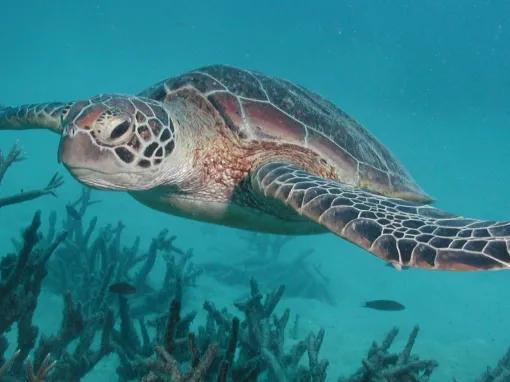 Green-Island-and-Great-Barrier-Reef-Adventure 