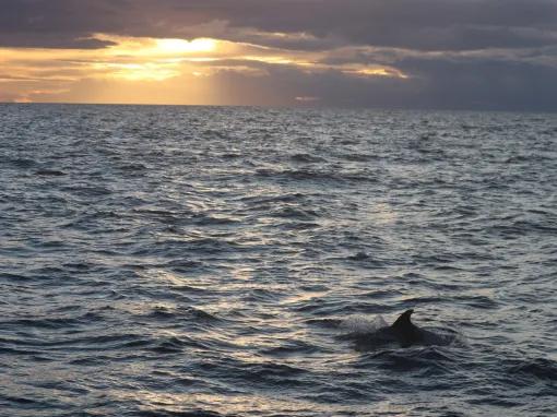 whale-in-water-sunset
