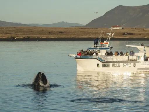 whale-poking-out-of-water