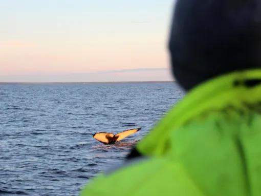 person-looking-at-whale