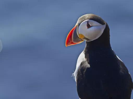 puffin-posing