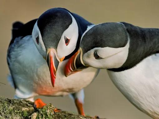two-puffins