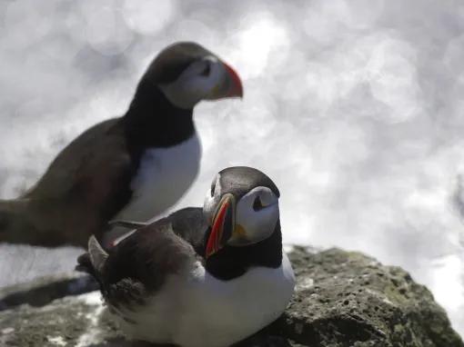 puffins-on-a-rock
