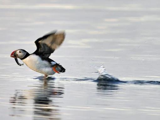 puffin-with-fish-in-mouth