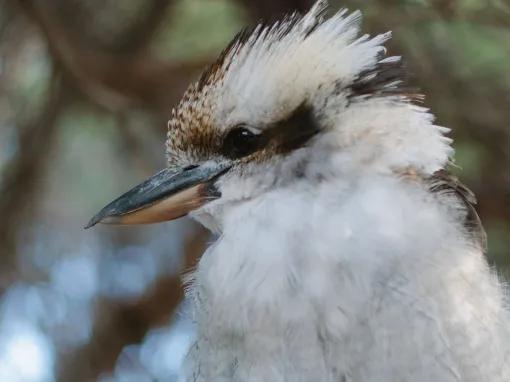 Wilsons Promontory Day Tour