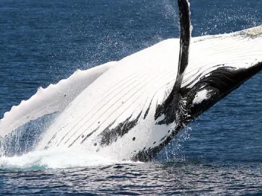 Whale Watch with Brisbane Transfers