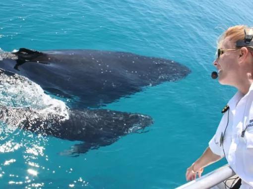Whale Watch with Brisbane Transfers