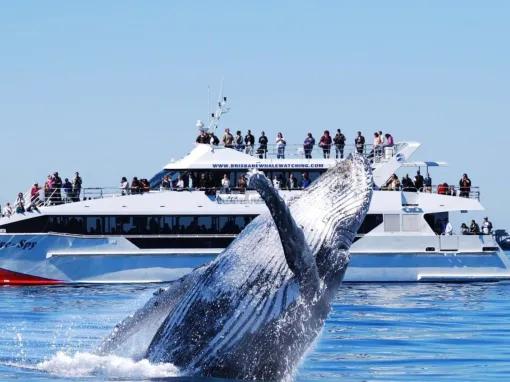 Whale Watch with Brisbane Transfers