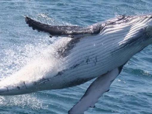 Whale Watch with Brisbane Transfers