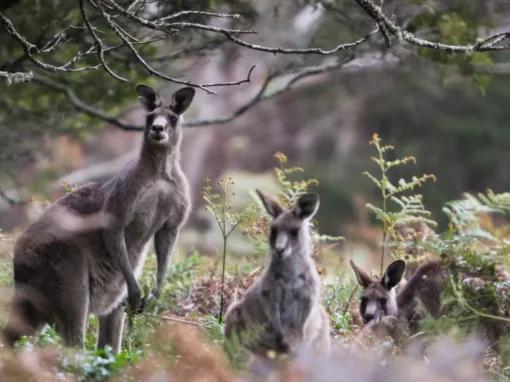 Blue-Mountains-Sunset-&-Wilderness-Tour