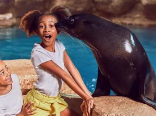 Sea Lion Meet & Greet at Atlantis Dubai