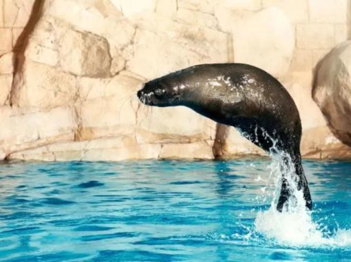 Sea Lion Meet & Greet at Atlantis Dubai